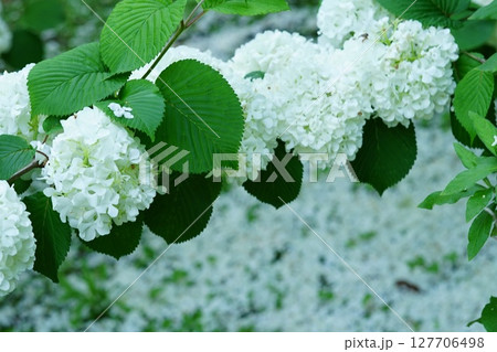 雪のように白いオオデマリの花 127706498