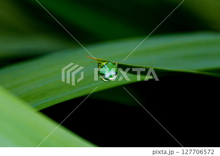 笹の葉の先端に一滴の雫 笹の葉の先端に一滴の雫 127706572