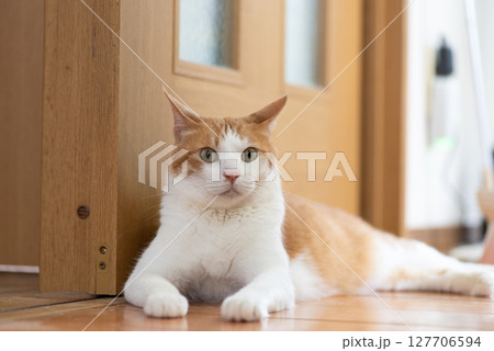 寝そべってくつろぐ可愛い猫 茶トラ白 寝そべってくつろぐ可愛い猫 茶トラ白 127706594