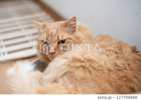 部屋の中でくつろぐ猫　茶トラ猫 127706666