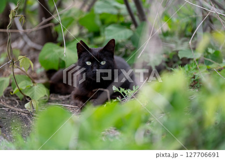 くつろぐ猫 黒猫 くつろぐ猫 黒猫 127706691