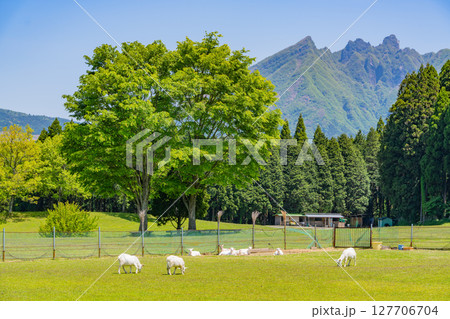 （熊本県）高森町・月廻り公園のヤギと根子岳 127706704