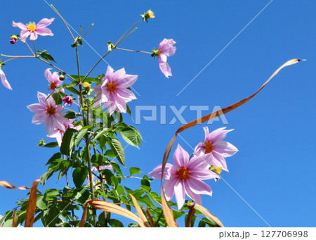 青空に咲くダリア! 青空に咲くダリア! 127706998