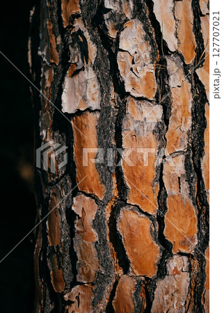 Close-up of pine tree bark showing textured layers in natural warm brown and orange shades 127707021
