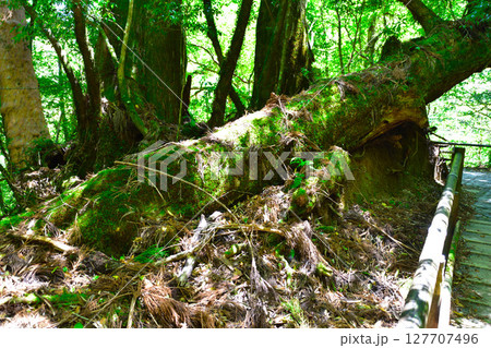 屋久島　屋久杉　土埋木 127707496