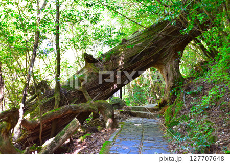屋久島 くぐり杉 ヤクスギランド 屋久島 くぐり杉 ヤクスギランド 127707648
