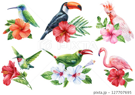 Tropical birds with hibiscus watercolor clipart set for summer exotic floral designs wedding invitations wall art and jungle decor 127707695