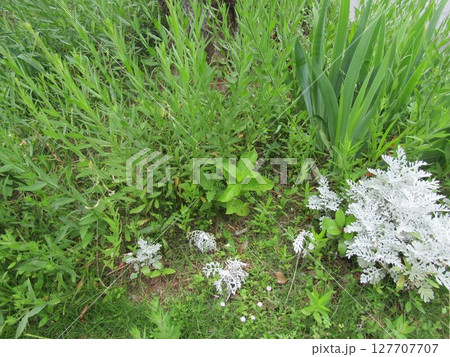 挿し木で根を出した紫陽花の植え込み 127707707