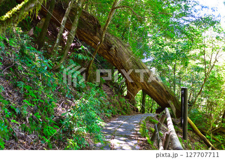 屋久島　くぐり杉　ヤクスギランド 127707711