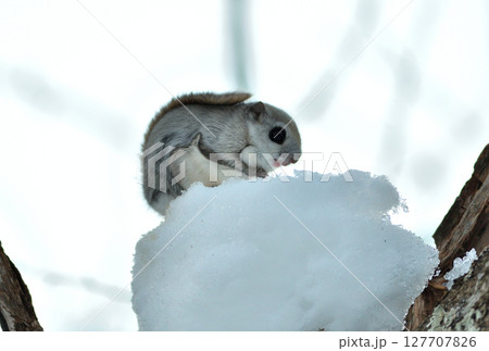北海道の公園で日中枝に積もった雪を食べるエゾモモンガ 127707826