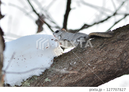 北海道の公園で日中枝に積もった雪を食べるエゾモモンガ 127707827