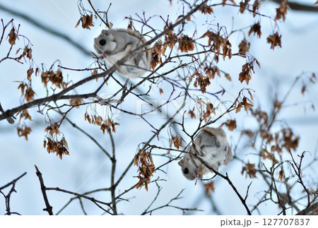 北海道の公園で日中に楓の種を食べるエゾモモンガのつがい 北海道の公園で日中に楓の種を食べるエゾモモンガのつがい 127707837