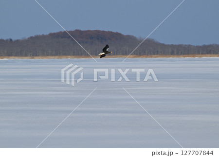 北海道の凍った野付湾を飛ぶオオワシ 127707844
