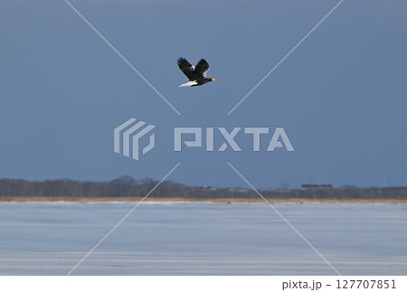 北海道の凍った野付湾を飛ぶオオワシ 北海道の凍った野付湾を飛ぶオオワシ 127707851