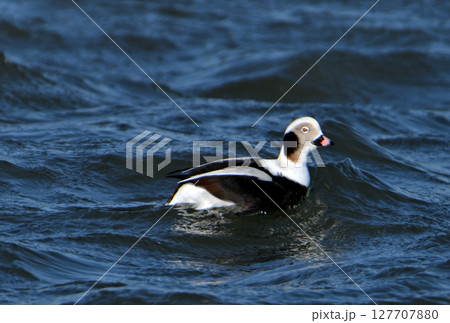 北海道風連湖の砂州の海側に浮かぶオスのコオリガモ 北海道風連湖の砂州の海側に浮かぶオスのコオリガモ 127707880