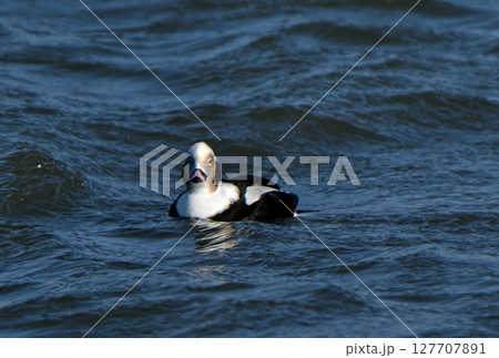 北海道風連湖の砂州の海側に浮かぶオスのコオリガモ 北海道風連湖の砂州の海側に浮かぶオスのコオリガモ 127707891