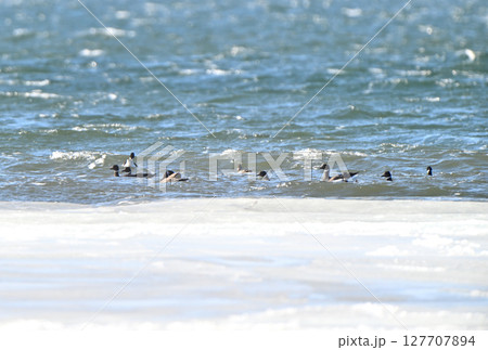 北海道風連湖で海藻を食べるコクガンの群れ 北海道風連湖で海藻を食べるコクガンの群れ 127707894