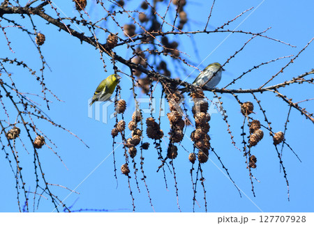 冬の北海道の公園のカラマツの種子を食べるつがいのマヒワ 冬の北海道の公園のカラマツの種子を食べるつがいのマヒワ 127707928