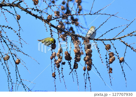 冬の北海道の公園のカラマツの種子を食べるつがいのマヒワ 127707930