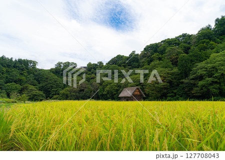 【世界遺産】稲の実った初秋の白川郷【岐阜県】 127708043