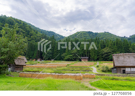 【世界遺産】稲の実った初秋の白川郷【岐阜県】 【世界遺産】稲の実った初秋の白川郷【岐阜県】 127708056