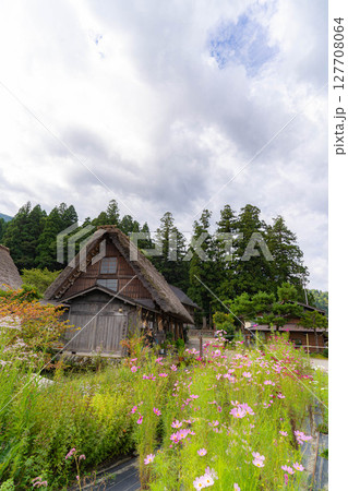 【世界遺産】稲の実った初秋の白川郷【岐阜県】 127708064