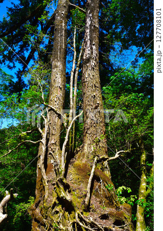 屋久島　ヤクスギランド　双子杉 127708101
