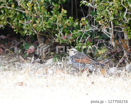 植え込みの下で休むツグミと冬の自然風景 127708258
