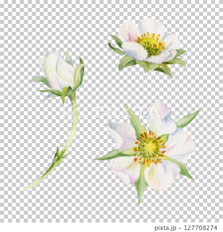 Early spring flower buds strawberry raspberry cherry sakura, hand drawn in watercolor tree bush berry plant anemone primrose daisy. Single object isolated botanical illustration. Wedding florist shop 127708274
