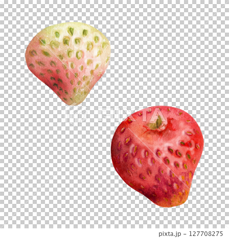 Strawberry ripe fruit with seeds hand drawn in watercolor, garden strasberry pineberry berry. Botanical isolated illustration. Home preserves cookbook, grocery store food closeup packaging, cosmetics 127708275
