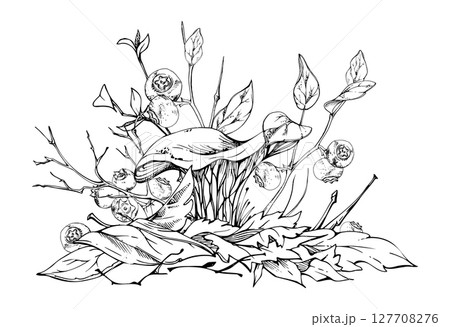 Golden chanterelle girolle mushroom, blueberry berries on top of fallen autumn leaves pile with twigs, branches. Fungi nature illustration hand drawn in vector ink. Forest floor habitat ecosystem. Golden chanterelle girolle mushroom, blueberry berries on top of fallen autumn leaves pile with twigs, branches. Fungi nature illustration hand drawn in vector ink. Forest floor habitat ecosystem. 127708276