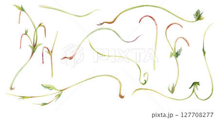 Vine tendril creeper of tree berry flower bush plant, arching flowing stem branch twig with small leaves hand drawn in watercolor. Botanical illustration isolated element set. Scrapbooking decoupage 127708277