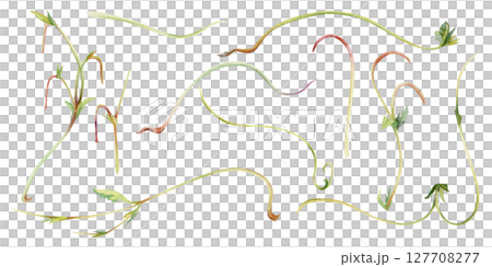 Vine tendril creeper of tree berry flower bush plant, arching flowing stem branch twig with small leaves hand drawn in watercolor. Botanical illustration isolated element set. Scrapbooking decoupage 127708277