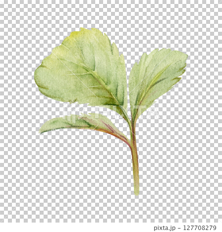 Green trefoil leaf. Flower bush tree hand drawn in watercolor, Strawberry raspberry wayfaring burnet parsley blackberry. Isolated botanical illustration. Wedding, florist shop, scrapbooking, cosmetics 127708279