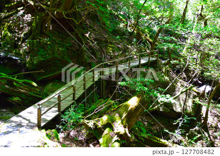 屋久島　ヤクスギランド　仏陀杉歩道 127708482