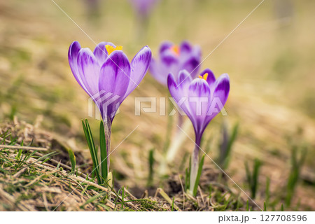 Spring crocus flowers, Easter background 127708596