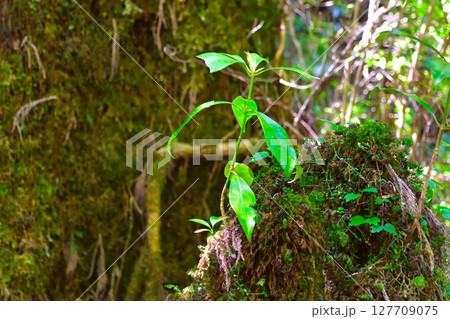 切り株更新 屋久島 切り株更新 屋久島 127709075