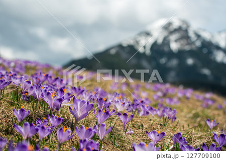 Dolina Chocholowska with blossoming purple crocuses or saffron flowers,Tatra mountains, Poland. Dolina Chocholowska with blossoming purple crocuses or saffron flowers,Tatra mountains, Poland. 127709100