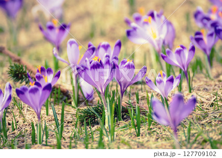 Spring crocus flowers in the grass, Easter seasonal background Spring crocus flowers in the grass, Easter seasonal background 127709102