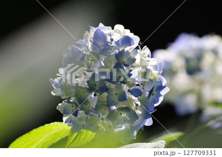青い紫陽花 127709331