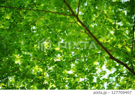 大和民俗公園の新緑のけやき 大和民俗公園の新緑のけやき 127709407