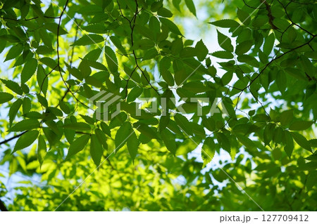 大和民俗公園の新緑のけやき 大和民俗公園の新緑のけやき 127709412