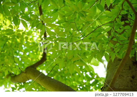 大和民俗公園の新緑のけやきの森 127709413