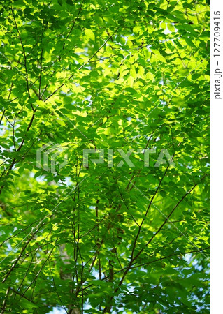 大和民俗公園の新緑のけやきの森 大和民俗公園の新緑のけやきの森 127709416