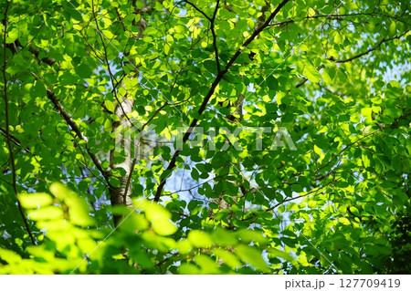 大和民俗公園の新緑のけやきの森 127709419