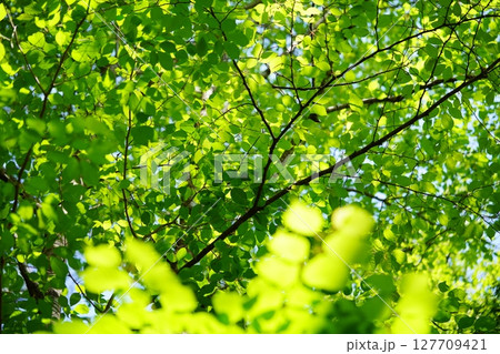 大和民俗公園の新緑のけやきの森 大和民俗公園の新緑のけやきの森 127709421