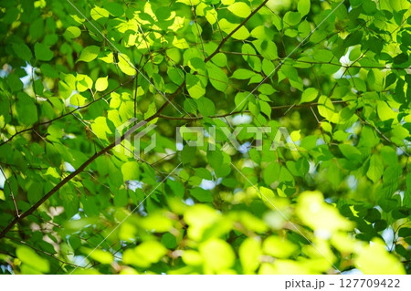 大和民俗公園の新緑のけやきの森 127709422