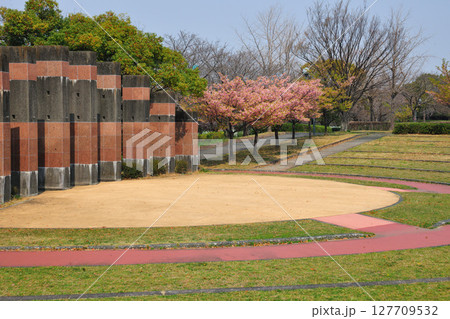 戸田川緑地の河津桜 127709532
