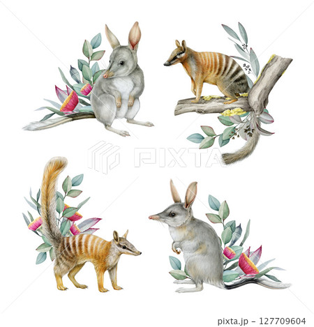 Greater bilby and numbat with eucalyptus floral decor hand drawn illustration set. Australia native cute marsupial mammals. Bandicoot and numbat with gum-tree flowers decoration on white background 127709604