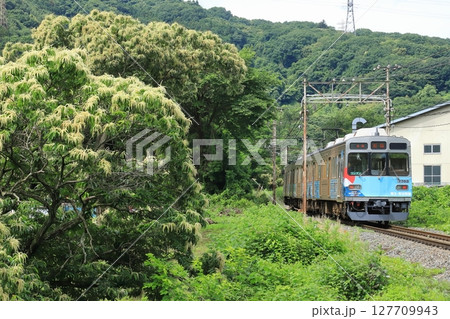 秩父鉄道「栗の花咲く沿線風景を走る電車」 127709943